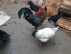 Hens and roosters