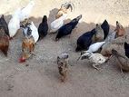 Farm Hens