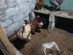 Country Chickens