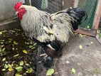 Chickens