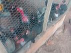 Farm Hens