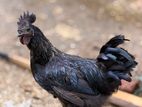 Hens