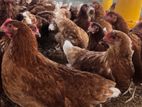 Hens රතු කිකිළියන්