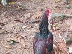 Indian Aseel Rooster