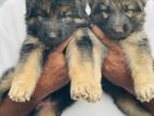 German Shepherd Puppies