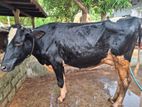 Farm Cow