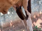 Farm Milk Cow