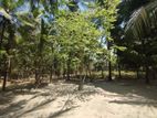 HHL0853 - Land for Sale in Pillaiyaradi