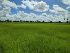 HHL0927 - Paddy Field for Sale in Karaveddi