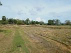 HHL0985 - Paddy Land for Sale in Vellavely