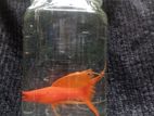 Hi Fin Lyretail Red Swordtail Fish