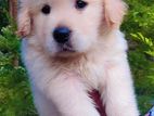 Golden Retriever Puppies