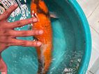 Koi Carp Fish