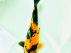 Koi Fish