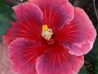 Hibiscus Plant