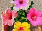 Hibiscus Plant