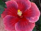 Hibiscus Flower