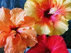 Hibiscus