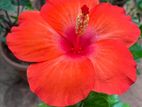 Hibiscus Flower Plant