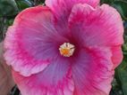 Hibiscus Flower
