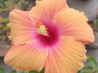 Hibiscus Flower Plant