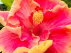 Hibiscus Plant