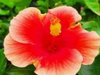 Hibiscus Plant