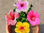 Hibiscus Plant