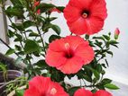 Hibiscus Plants