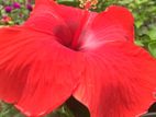 Hibiscus Plant