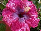 Hibiscus Plant