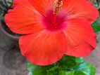 Hibiscus Plant