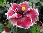 Hibiscus Plant
