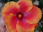 Hibiscus Plant