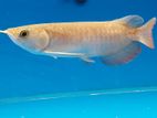 High Back Arowana Fish