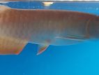 High Back Arowana Fish