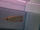 Gold Arowana