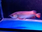 High Back Golden Arowana Fish