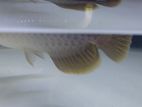 High Back Golden Arowana