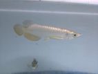 High Back Golden Arowana