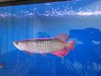 High Back Golden Arowana