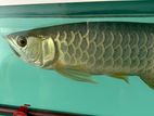 High Back Golden Arowana