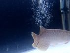 High Back Golden Arowana Fish with Tank