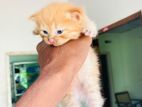 Persian Kitten