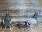 Pigeons
