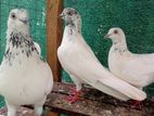 Pigeon