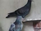 Makus Pigeons