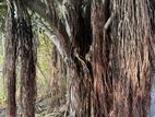Banyan Aerial Roots