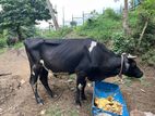 Farm Cow