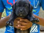 Cane Corso Puppies